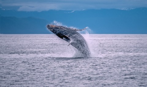 Humpback whale 2018 KFT 4