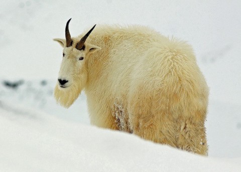Eagle river nature center app with logos mt goat3