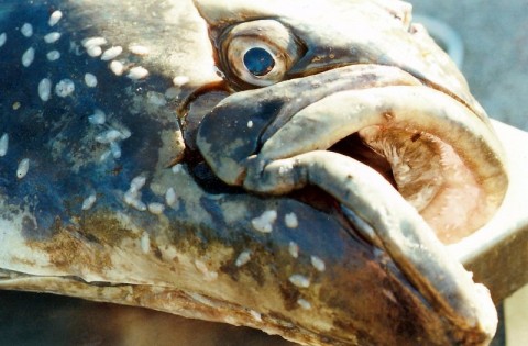 Halibut marine ecosystem Isaac Wedin Flickr 220648048 7655bcb4d5 c