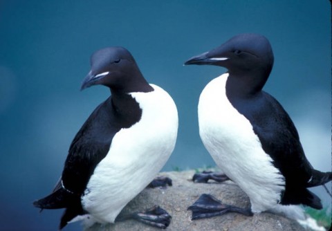 Thick billed murres marine ecosystem U S Fish and Wildlife Services Headquarters Flickr 4731067120 3c14ed6b78 z