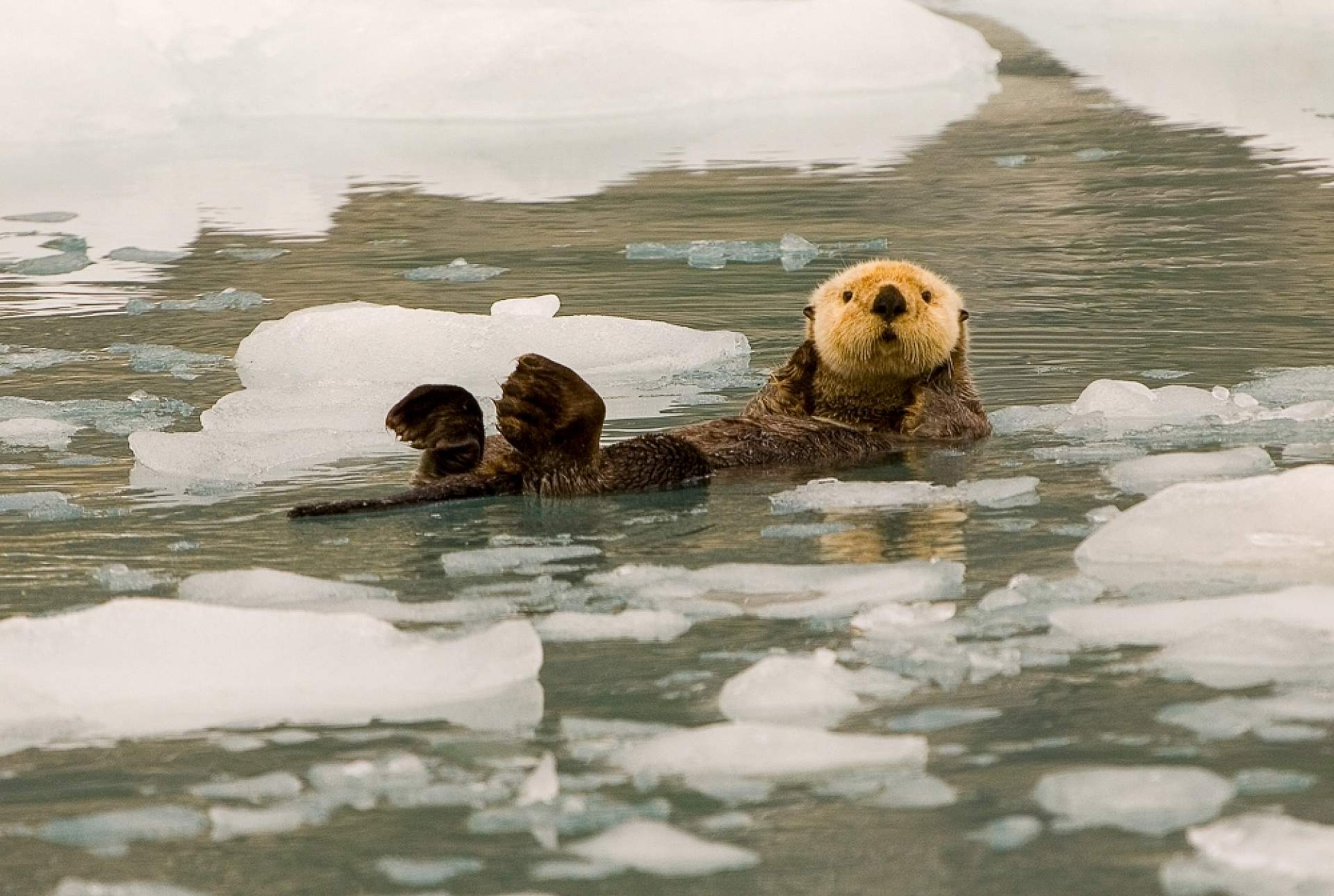 2014 Sea Otter on Ice Enhydra lutris Prince William Sound 2