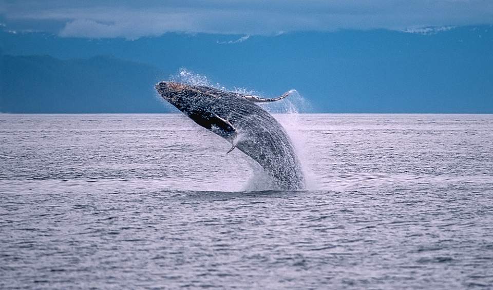 Humpback whale 2018 KFT 4