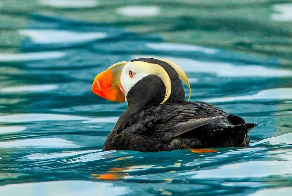 Jim Williams tufted puffin 4 2346