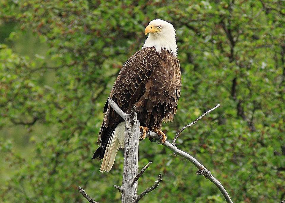 Eagle river nature center app with logos bald eagle1