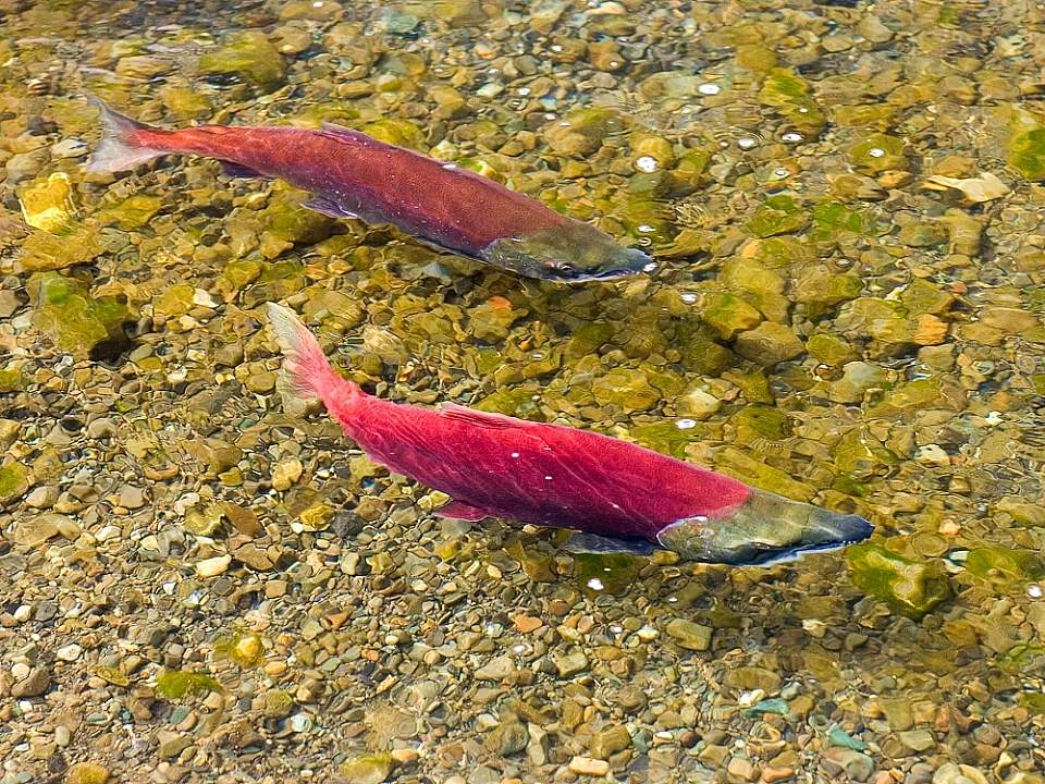 Salmon Red salmon redd