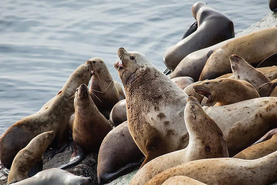 Steller sea lion marine ecosystem Cale Green Flickr 34985213606 23dc270ca2 c