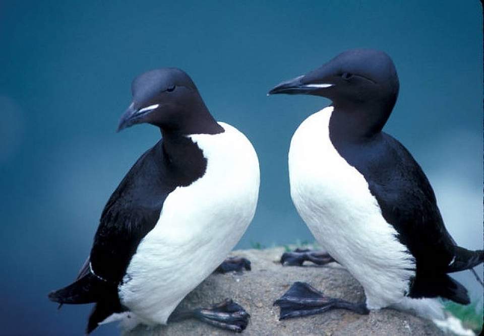 Thick billed murres marine ecosystem U S Fish and Wildlife Services Headquarters Flickr 4731067120 3c14ed6b78 z