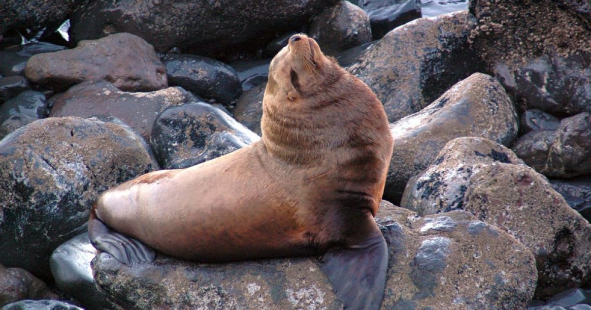 Sea Lion Center - All You Need to Know BEFORE You Go (with Photos)