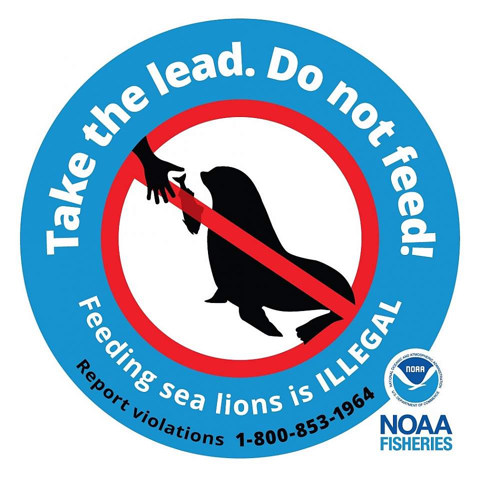 Feeding sea lions is illegal—and for a good reason. Take the lead, do not feed!