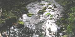 Salmon Viewing at Grouse Creek