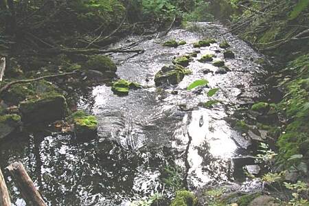 Salmon Viewing at Grouse Creek