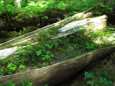 Nurse log temperate rainforest leonlngul 5818114019 e9bce8e688 c