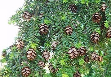418px Western hemlock branch Wikimedia Commons temperate rainforest 3