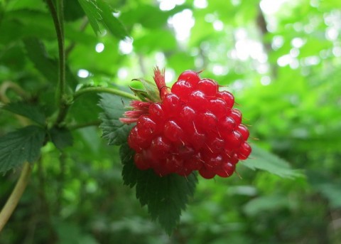Salmonberry temperate rainforest Ruth Hartnup Flickr 18058407488 8a1c9a6845 c