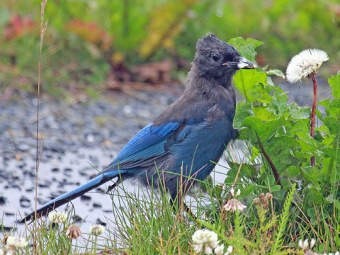 640px Stellers Jay RWD Dick Daniels Wikimedia temperate rainforest