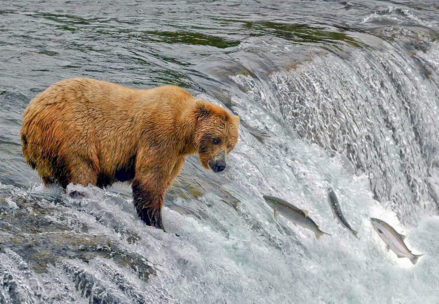 Bear fishing for salmon Brooks Falls 4 copyright Barbara Du Pont