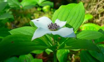 Plants and Flowers Drawf Dogwood Bunchberry Carpets