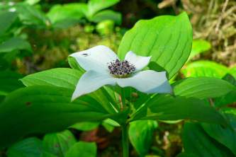 Plants and Flowers Drawf Dogwood Bunchberry Carpets