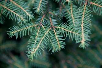 Sitja spruce Tree Species IMG 7517