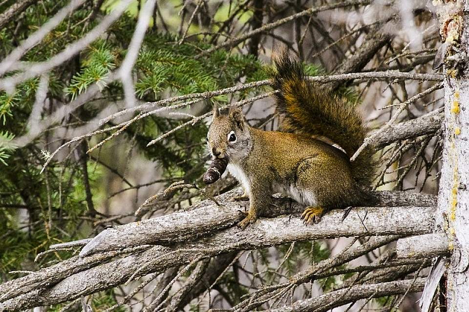 Red squirrel temperate rainforest Wrangell St Elias NP and Preserve 17091745842 d98de91cf4 c