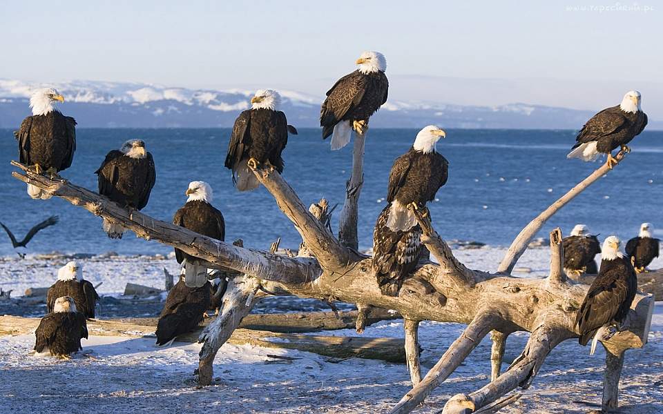 Alaska mendenhall glacier Dry wood meeting place for bald eagles lake sky and mountains HD Wallpaper bald eagle