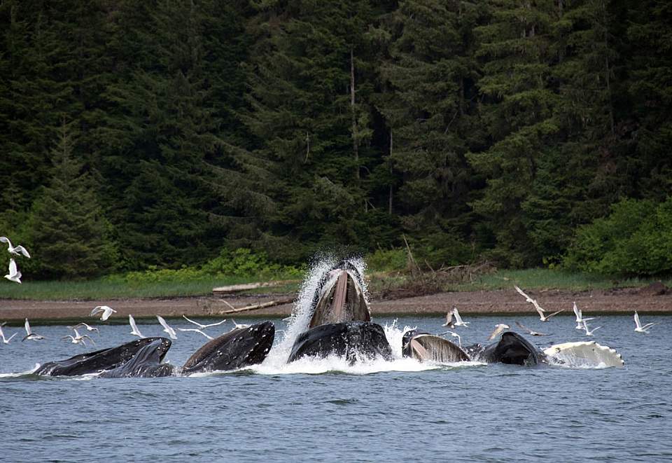 Glacier Wind Charters in Hoonah / Icy Strait Alaska