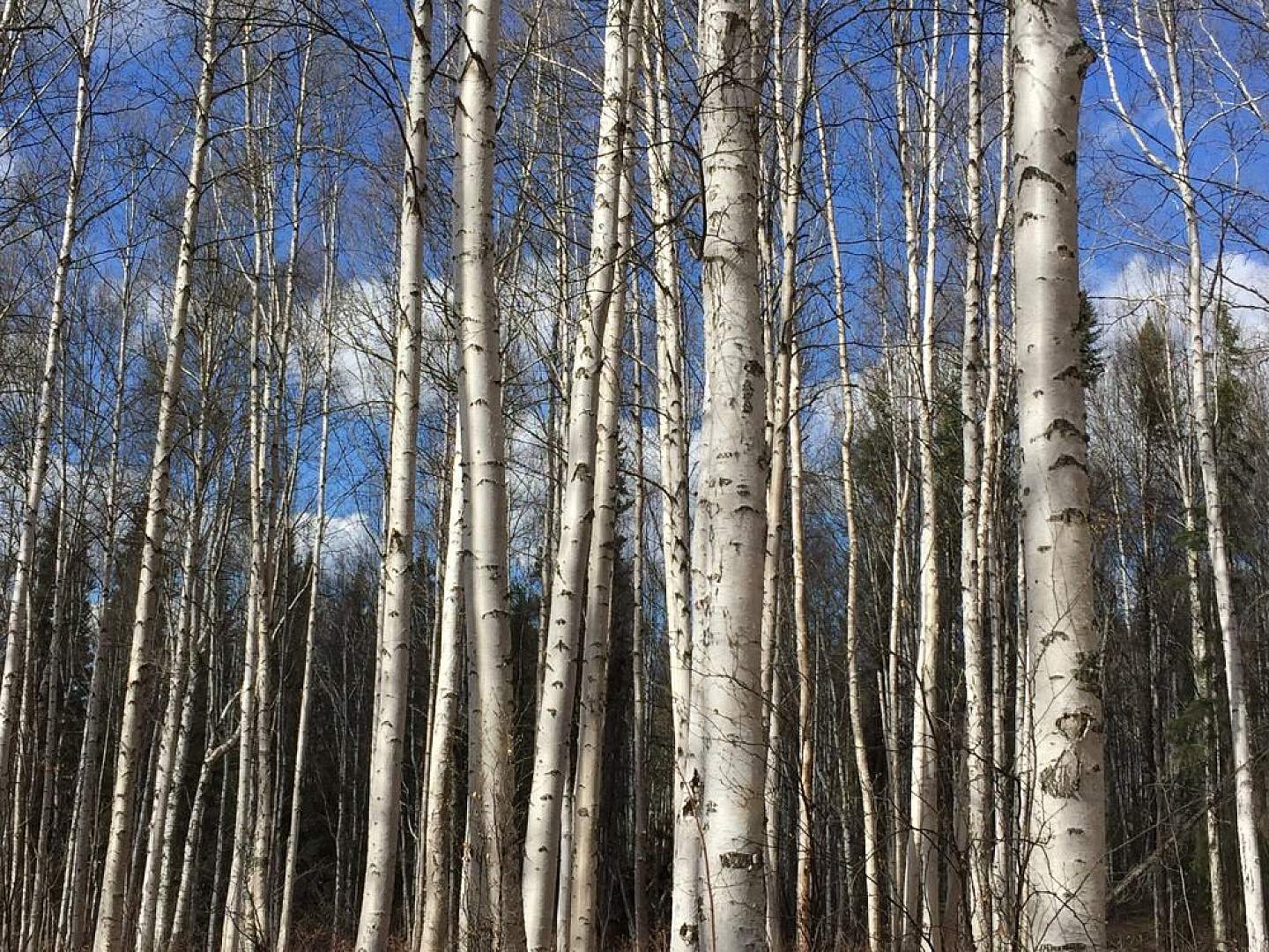 Syrup from Alaskan birches is even better than maple