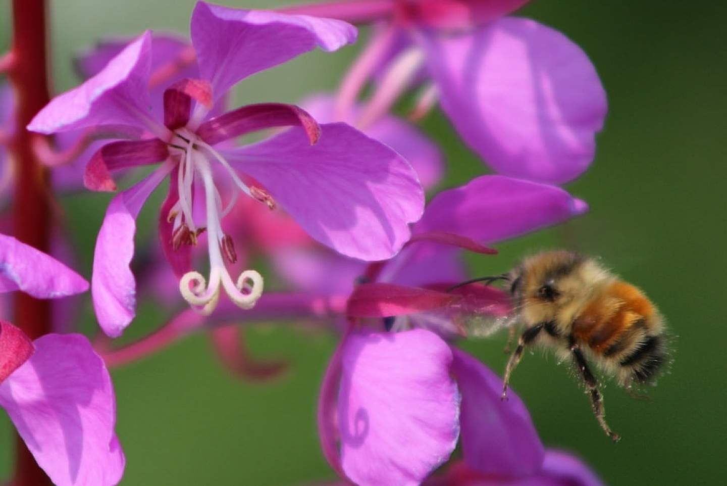 Alaska's fireweed honey.