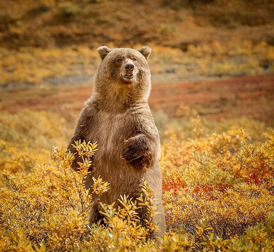 Bear in Tundra Tundra Wilderness Tours i Stock 000017839911 Medium