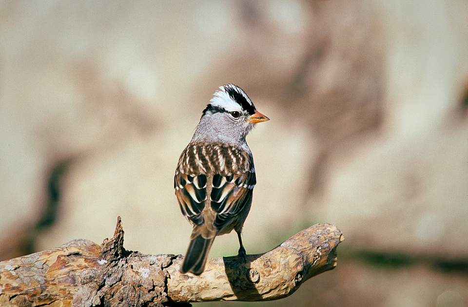 Bird Species white crowned sparrow