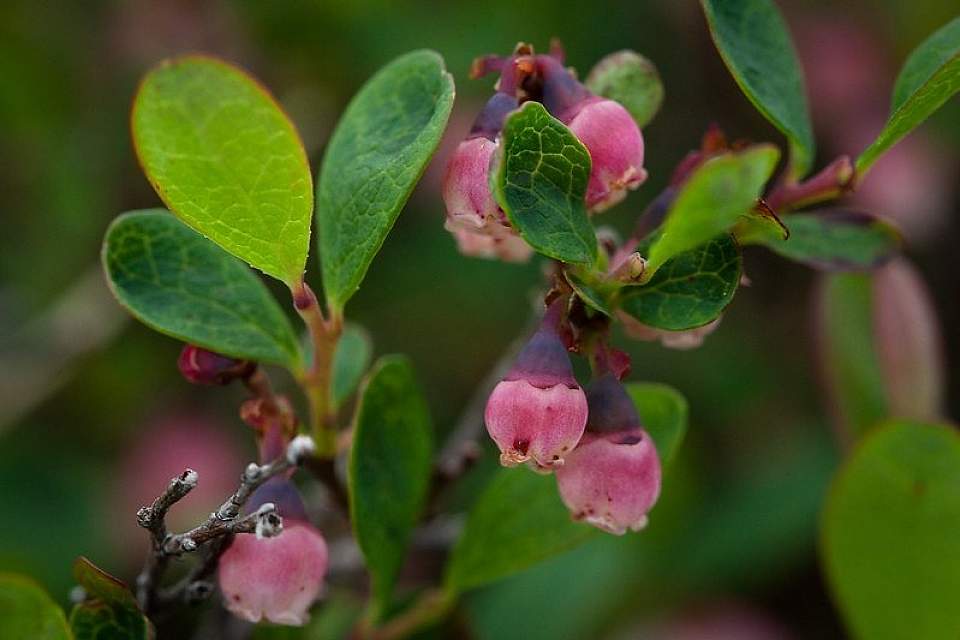 Tundra bog blueberry Sandy Brown Jensen Flickr 15261251255 972203d883 c