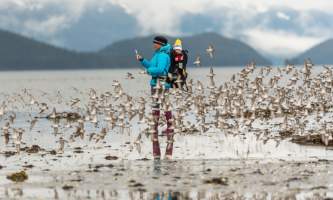 Kristin Carpenter 20180505 Banks Hartney Bay shorebirds alaska best wildlife viewing spots in cordova