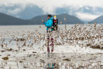 Kristin Carpenter 20180505 Banks Hartney Bay shorebirds alaska best wildlife viewing spots in cordova
