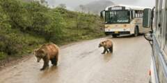 Denali Park Road