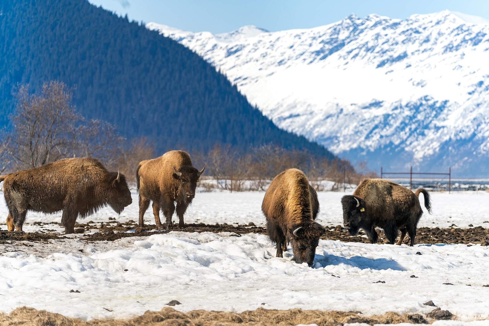A herd of bison graze in the snow at the Alaska Wildlife Conservation Center