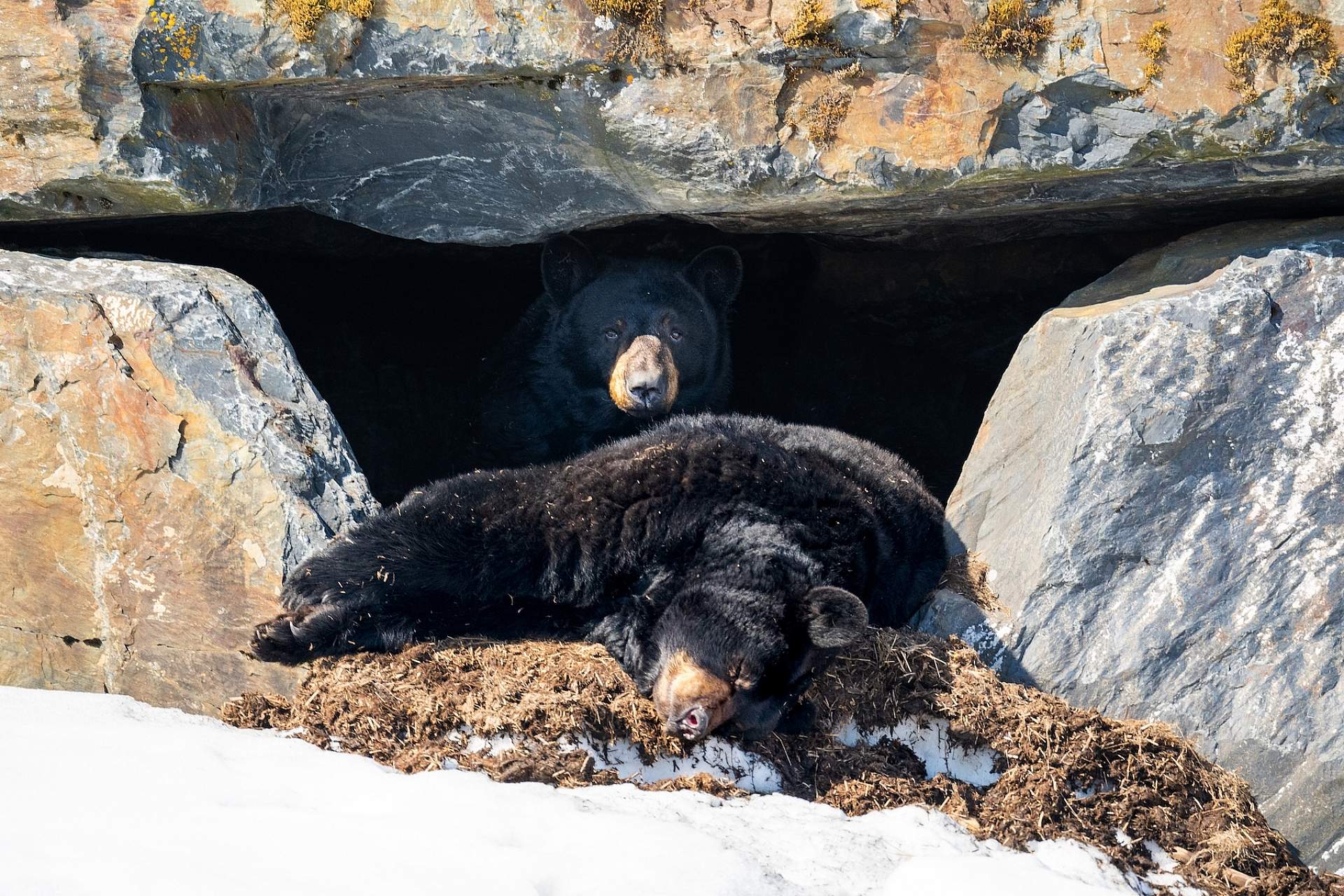 Two black bears rest in their den at the Alaska Wildlife Conservation Center.