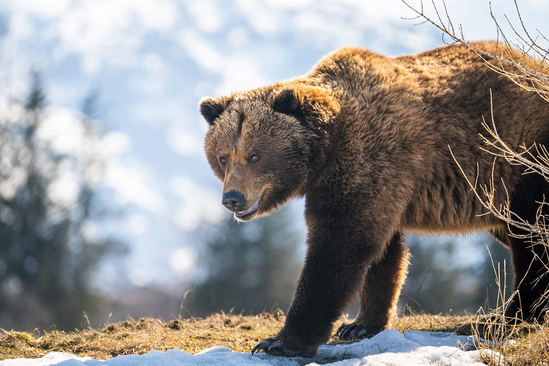 A brown bear walks in his habitat at the Alaska Wildlife Conservation Center.