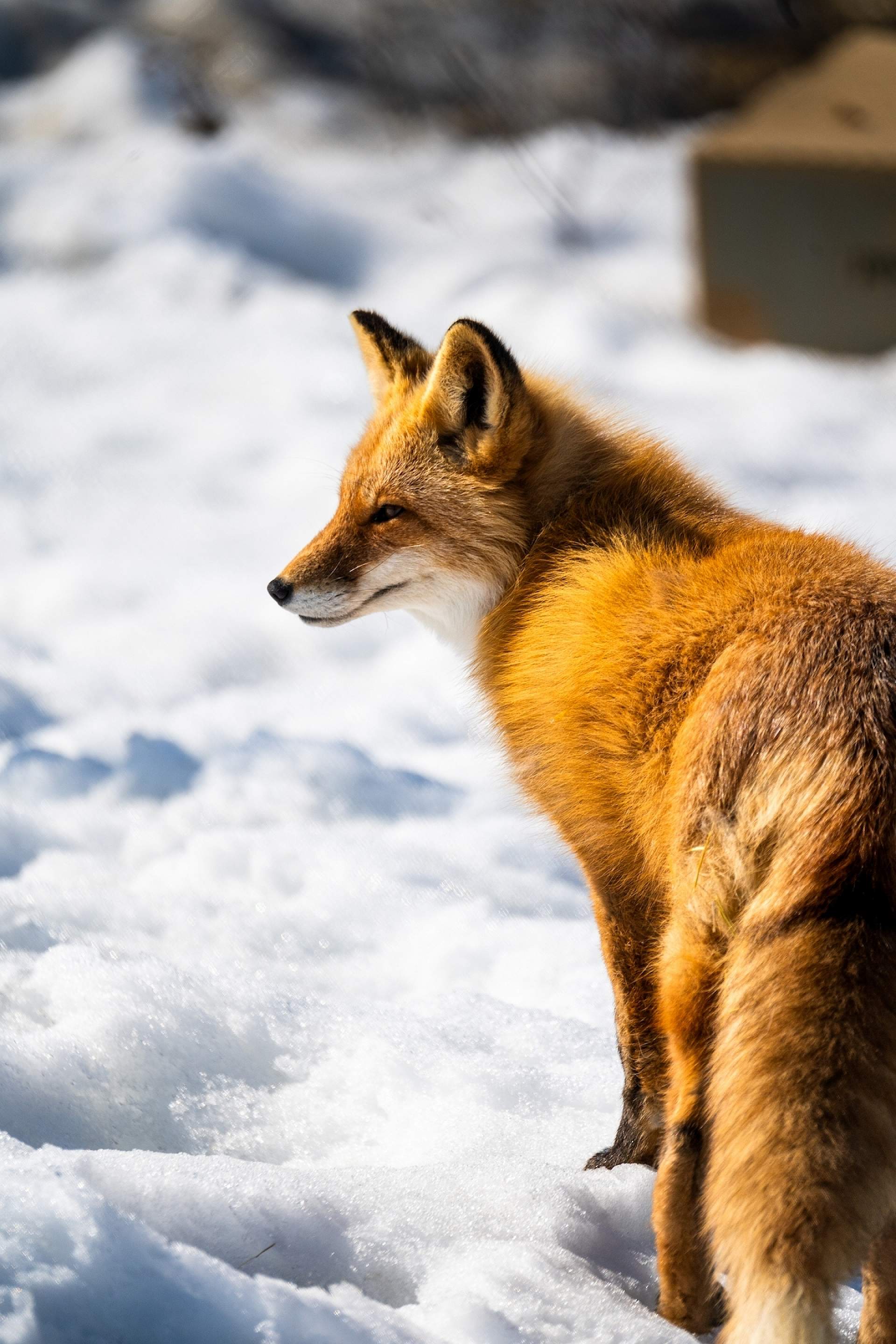A red fox stands in the snow at the Alaska Wildlife Conservation Center.