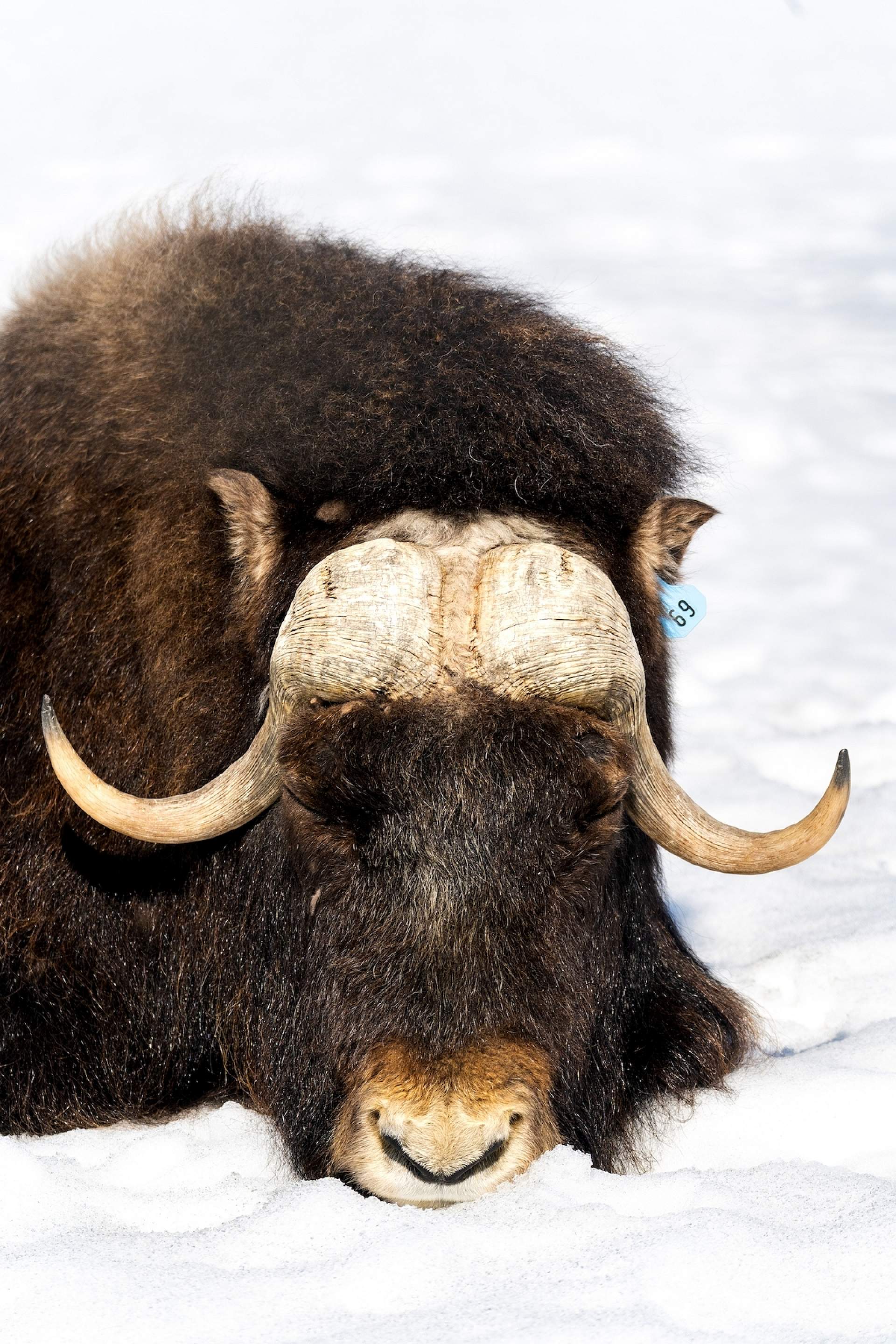 A musk ox sleeps in the snow at the Alaska Wildlife Conservation Center.