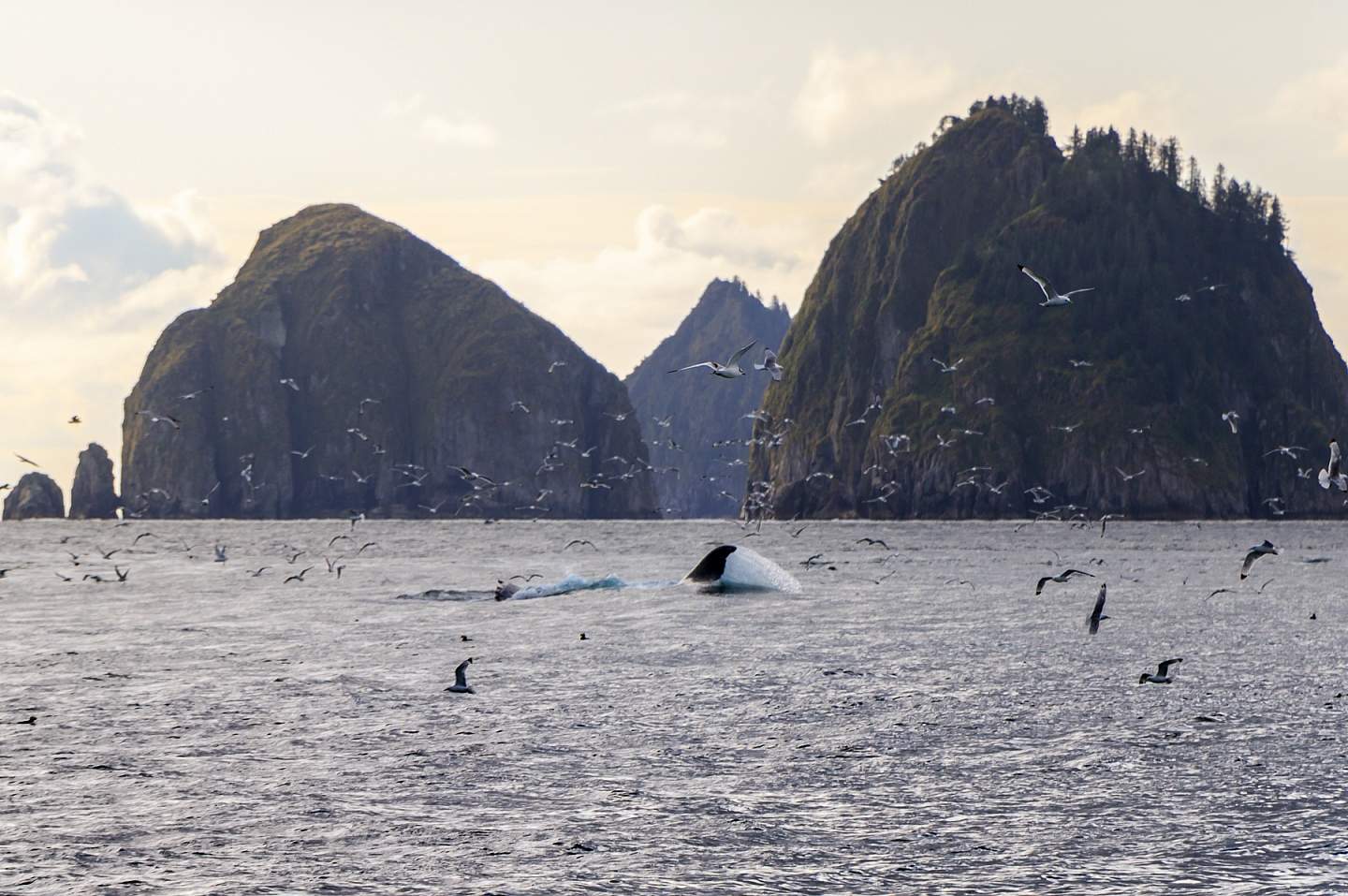 Whale splashes in Kenai Fjords National Park