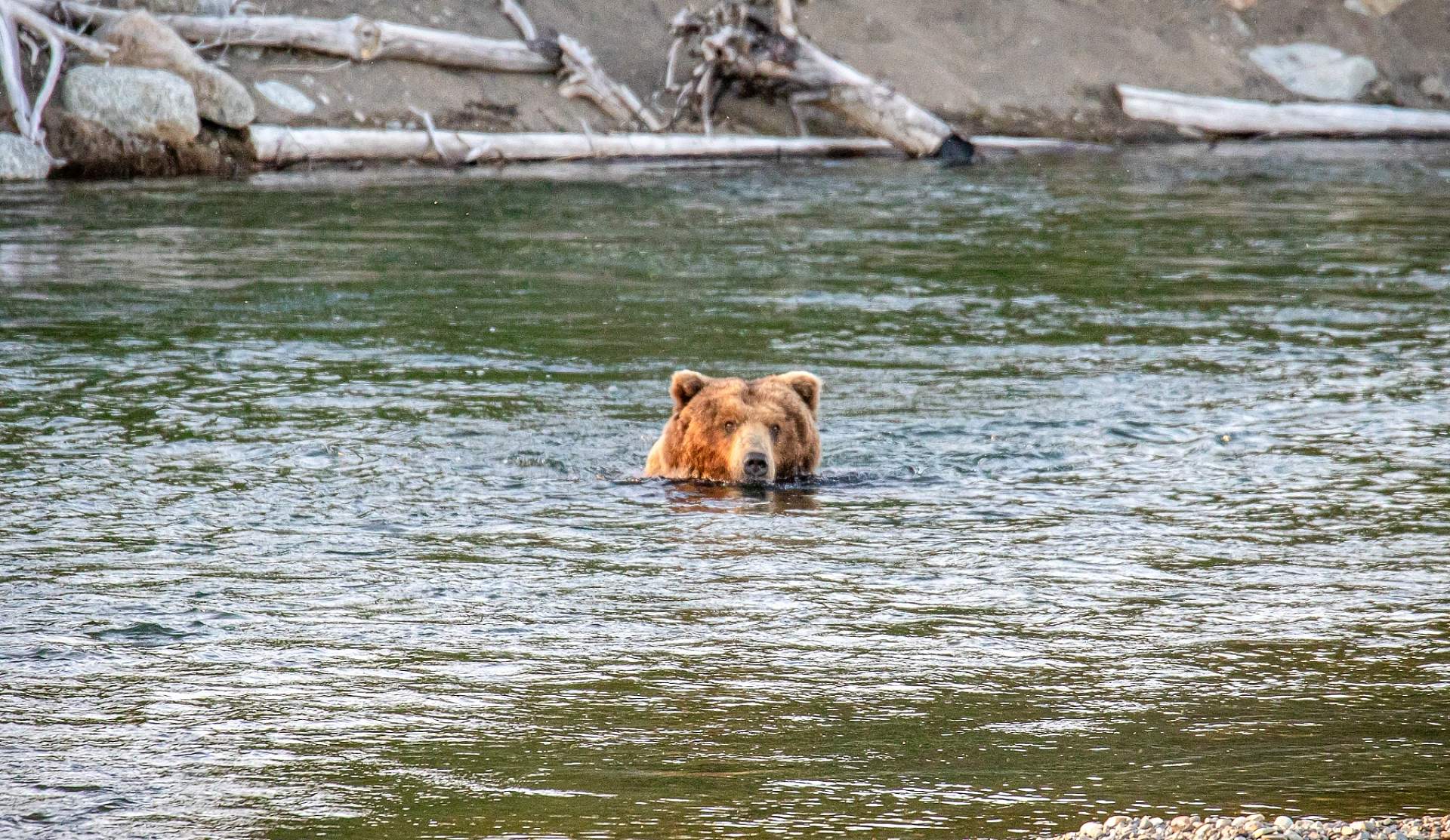A bear peers out over the water in Katmai National Park