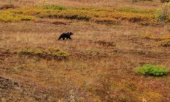National Parks Photos Alexyn Scheller Denali National Park 0 K8 A8033