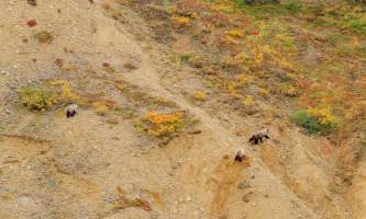National Parks Photos Alexyn Scheller Denali National Park 0 K8 A8130