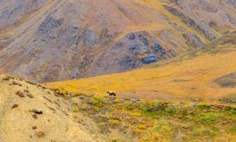 National Parks Photos Alexyn Scheller Denali National Park 0 K8 A8139