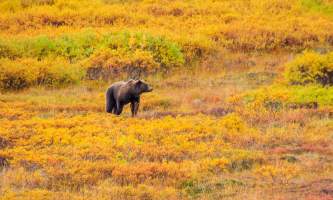 National Parks Photos Alexyn Scheller Denali National Park IMG 3363