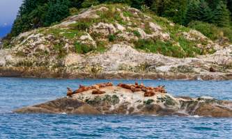 National Parks Photos Alexyn Scheller Glacier Bay National Park 0 K8 A5497