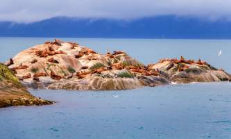 National Parks Photos Alexyn Scheller Glacier Bay National Park 0 K8 A5512