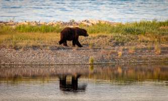 National Parks Photos Alexyn Scheller Katmai National Park 0 K8 A0756