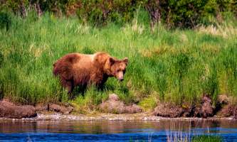 National Parks Photos Alexyn Scheller Katmai National Park Katmai 49