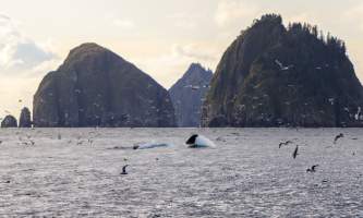 National Parks Photos Alexyn Scheller Kenai Fjords National Park 0 K8 A8595
